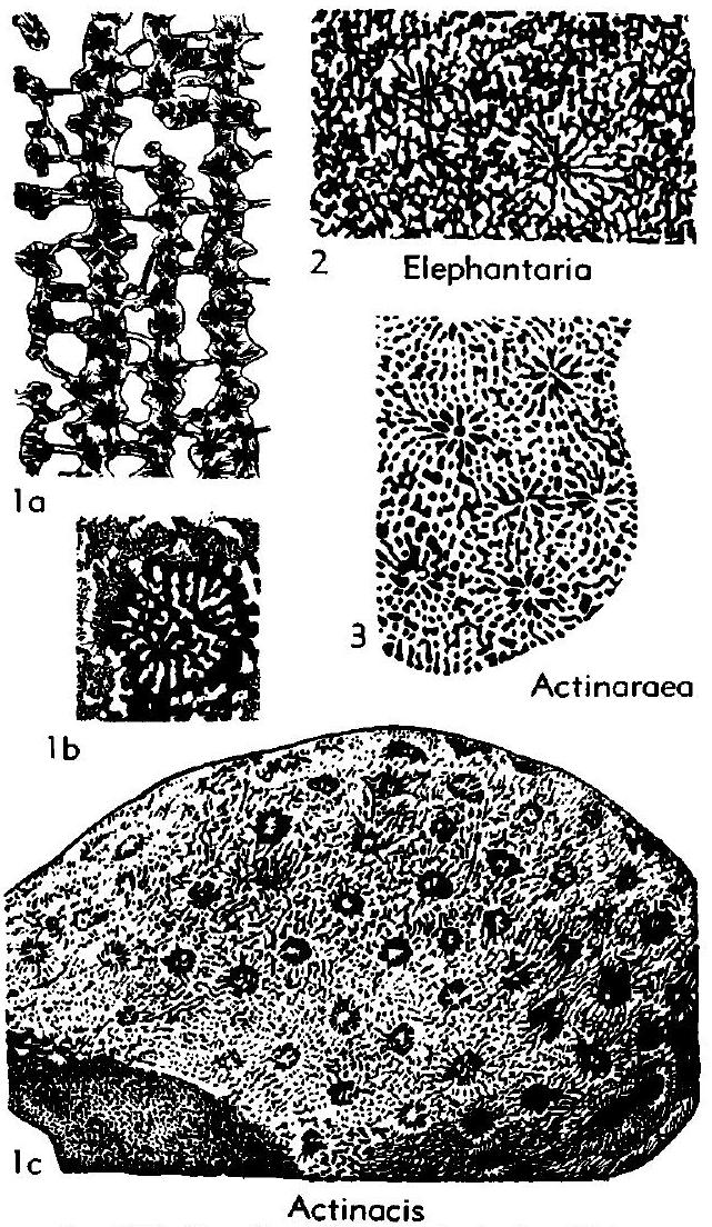 Fossil Image