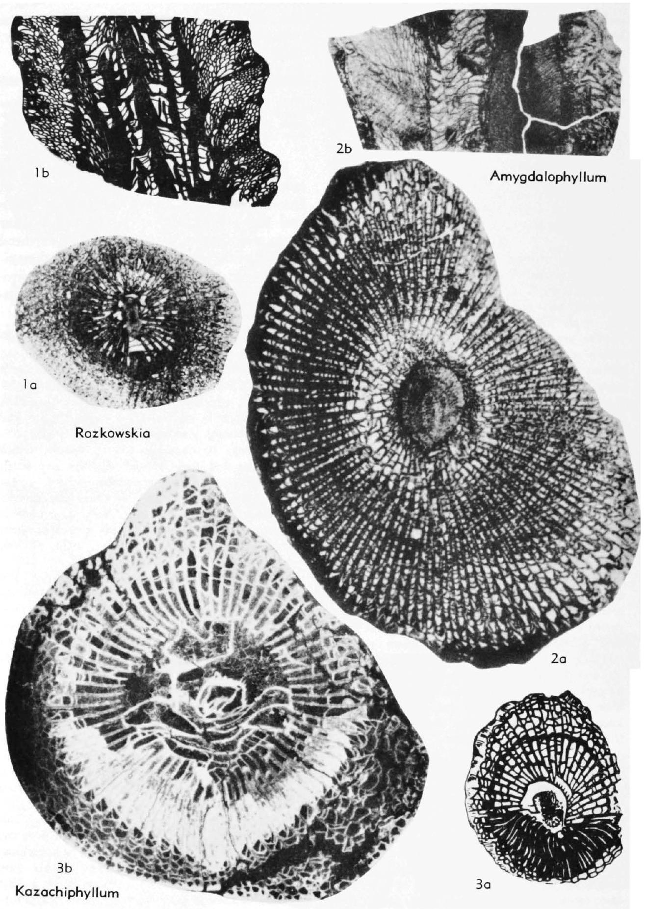 Fossil Image