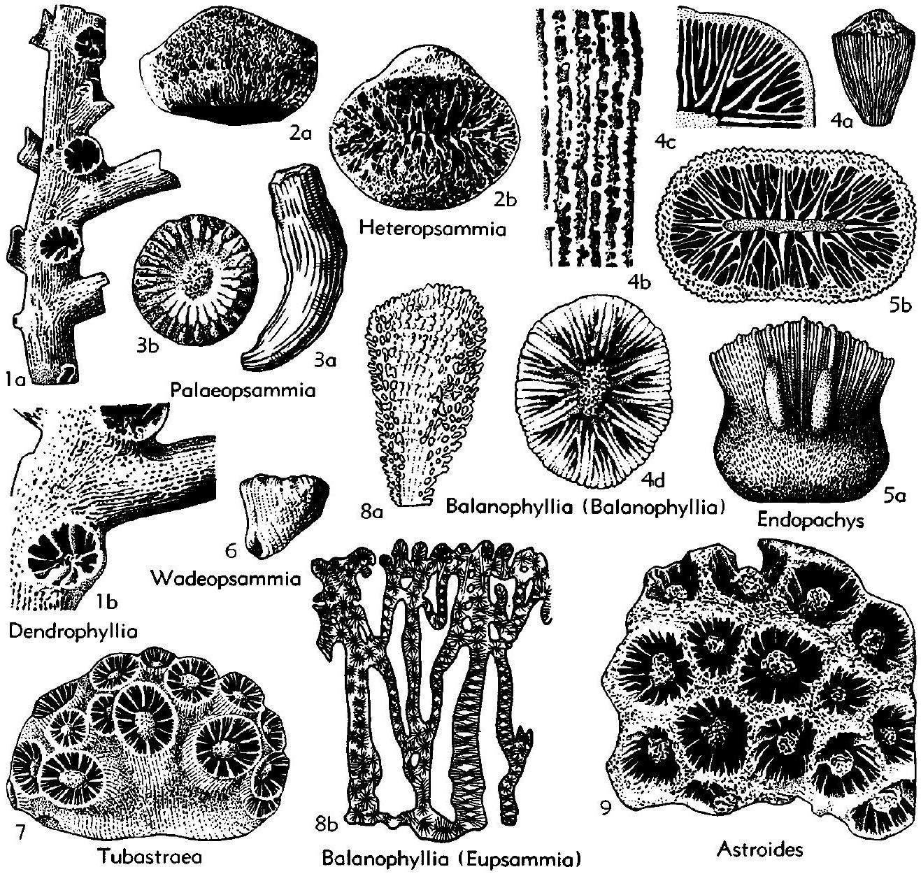 Fossil Image