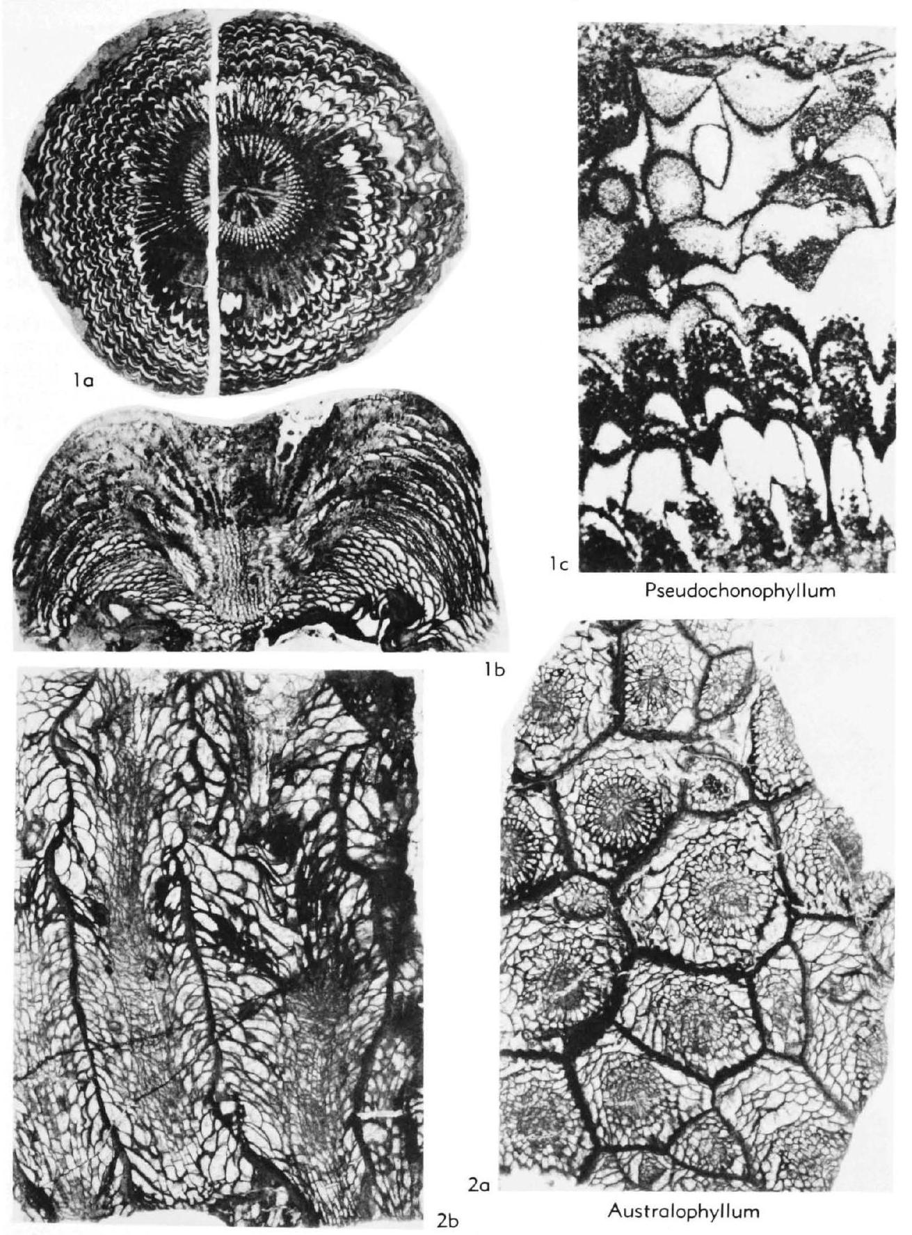 Fossil Image