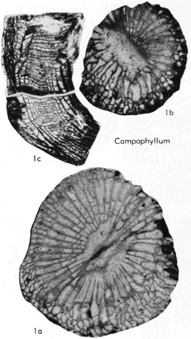 Fossil Image