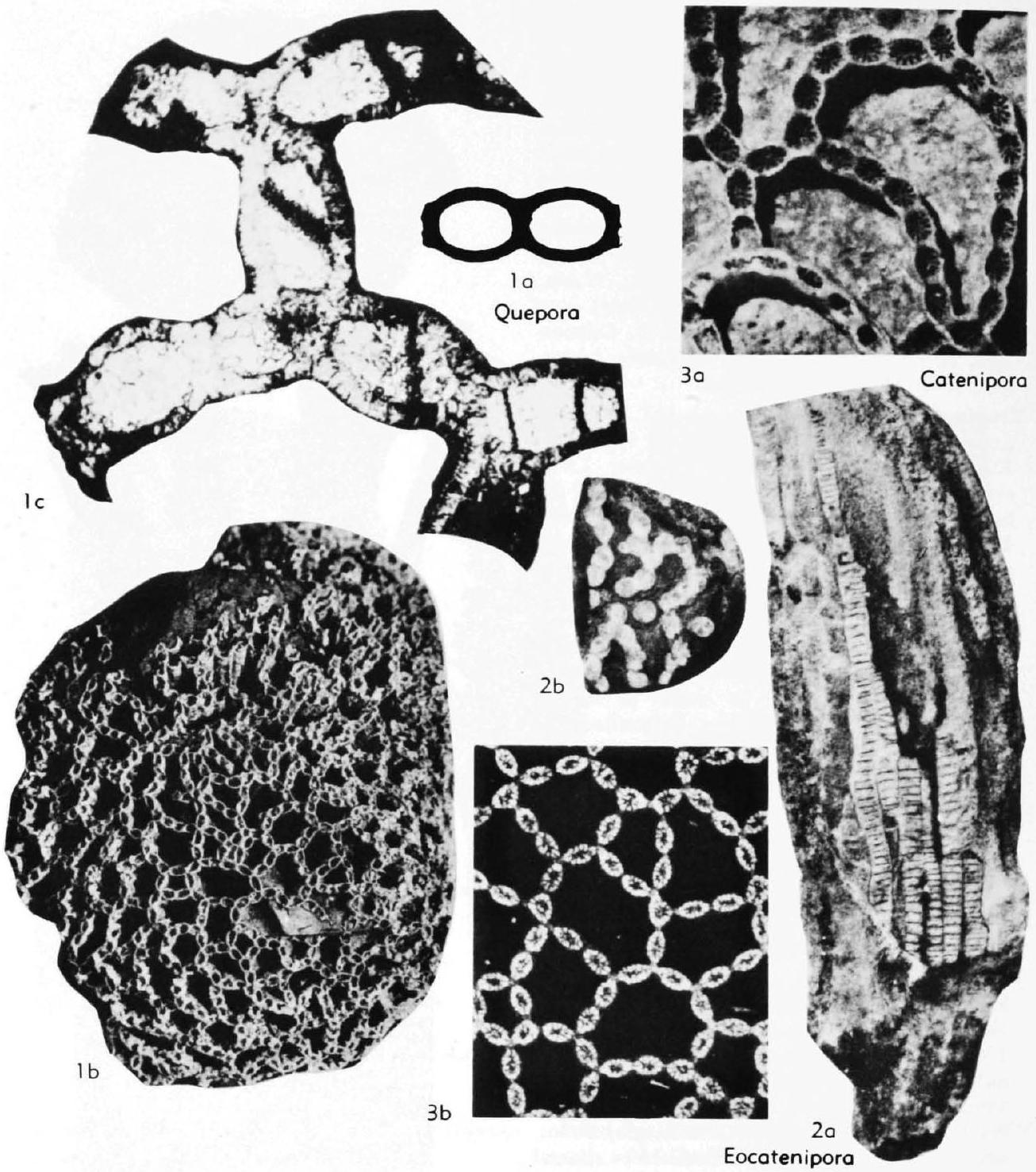 Fossil Image