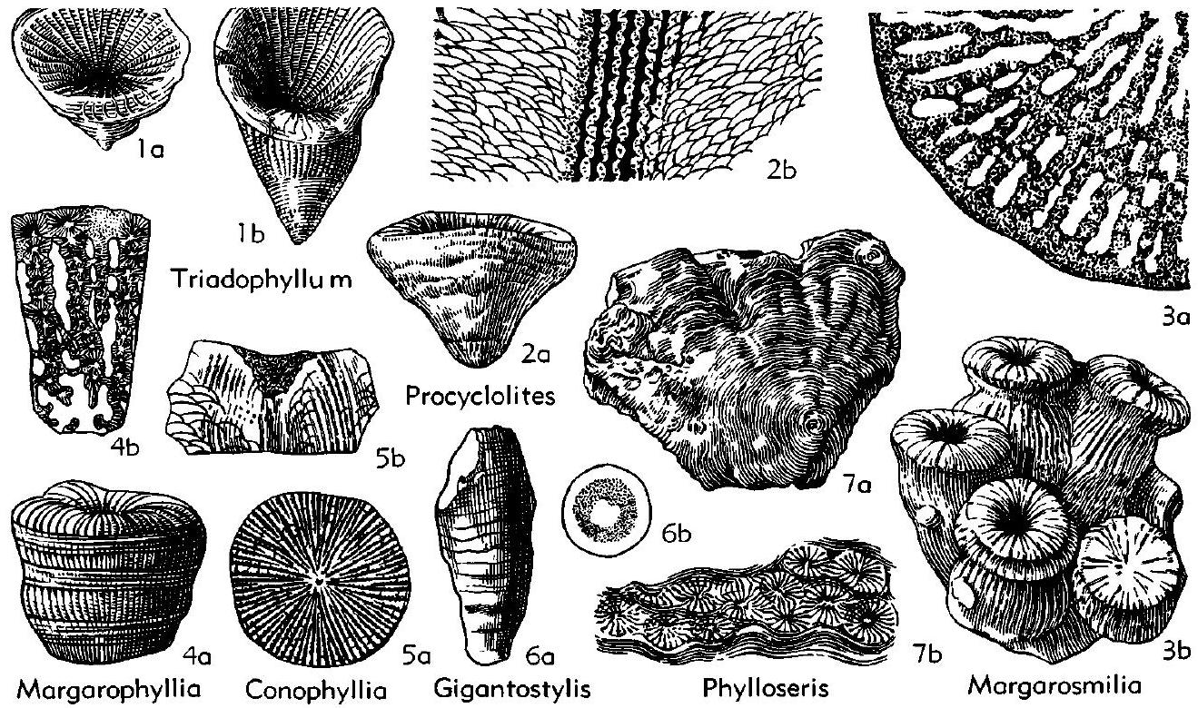 Fossil Image