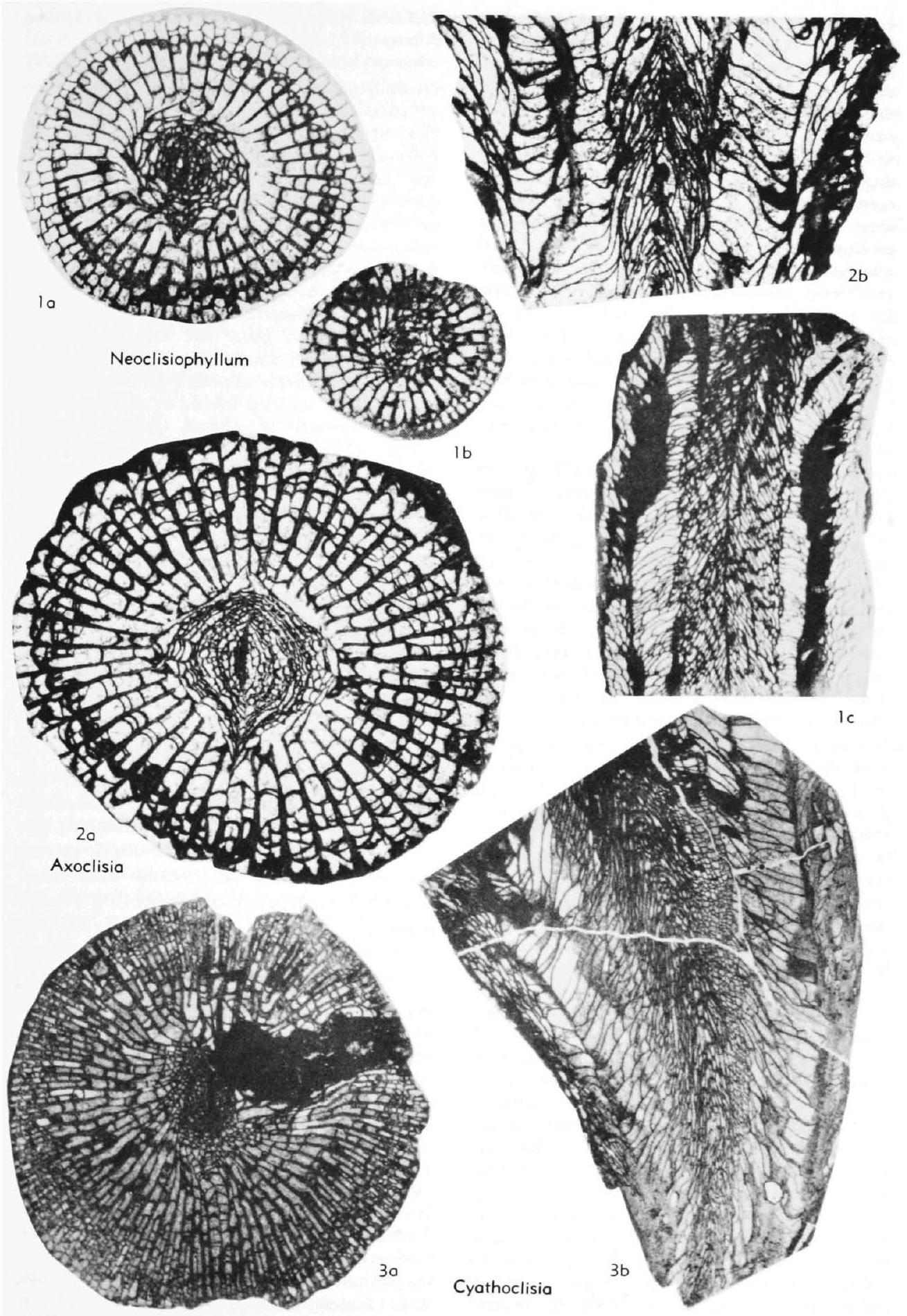 Fossil Image