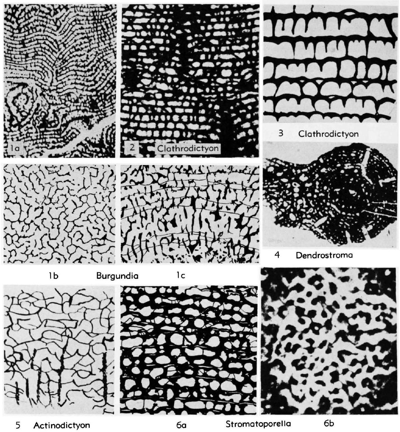 Fossil Image