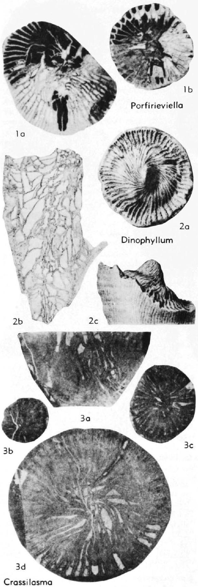 Fossil Image