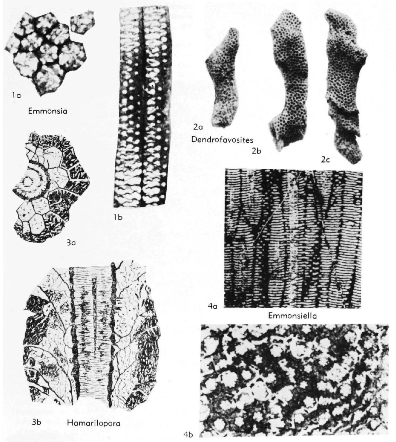 Fossil Image