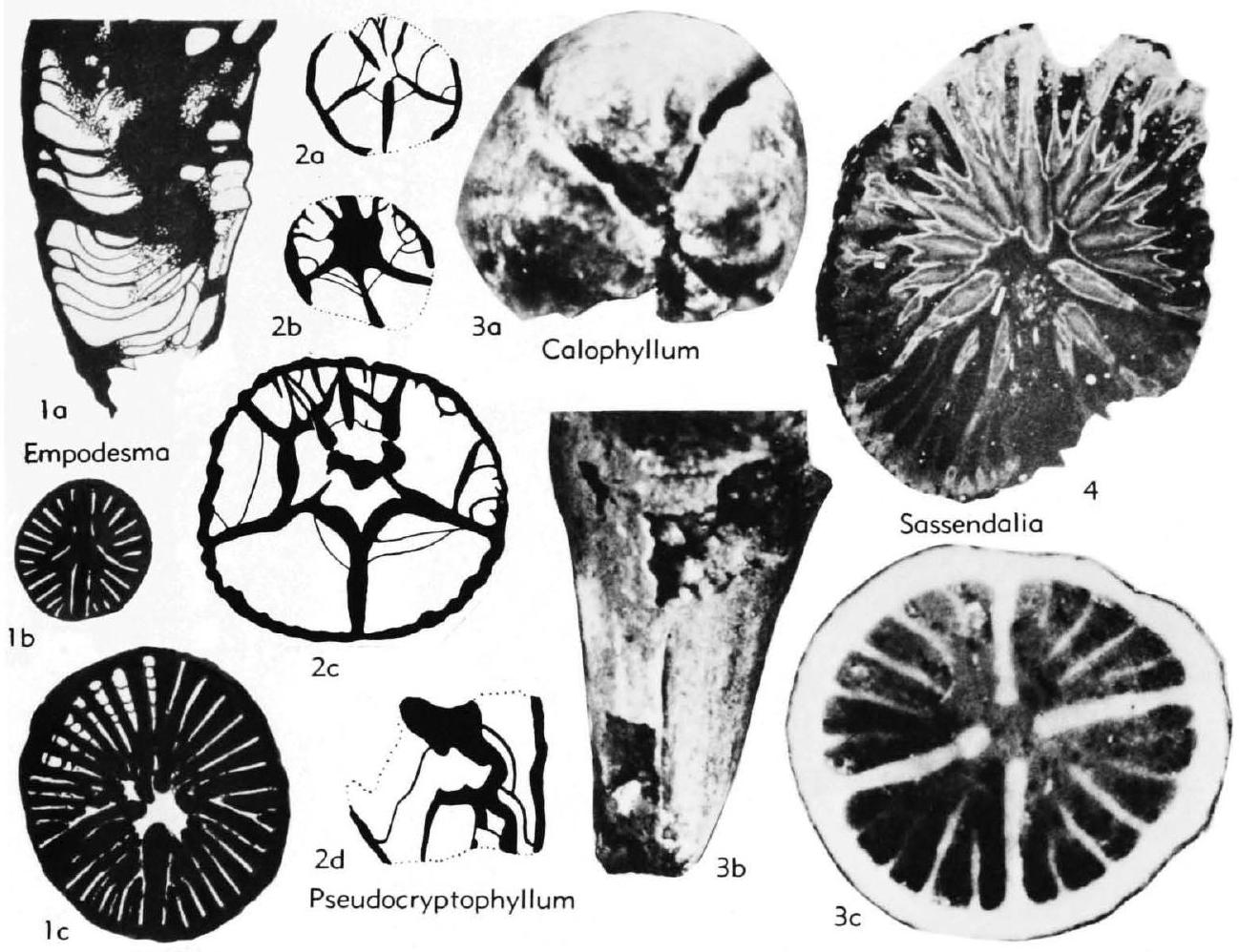 Fossil Image