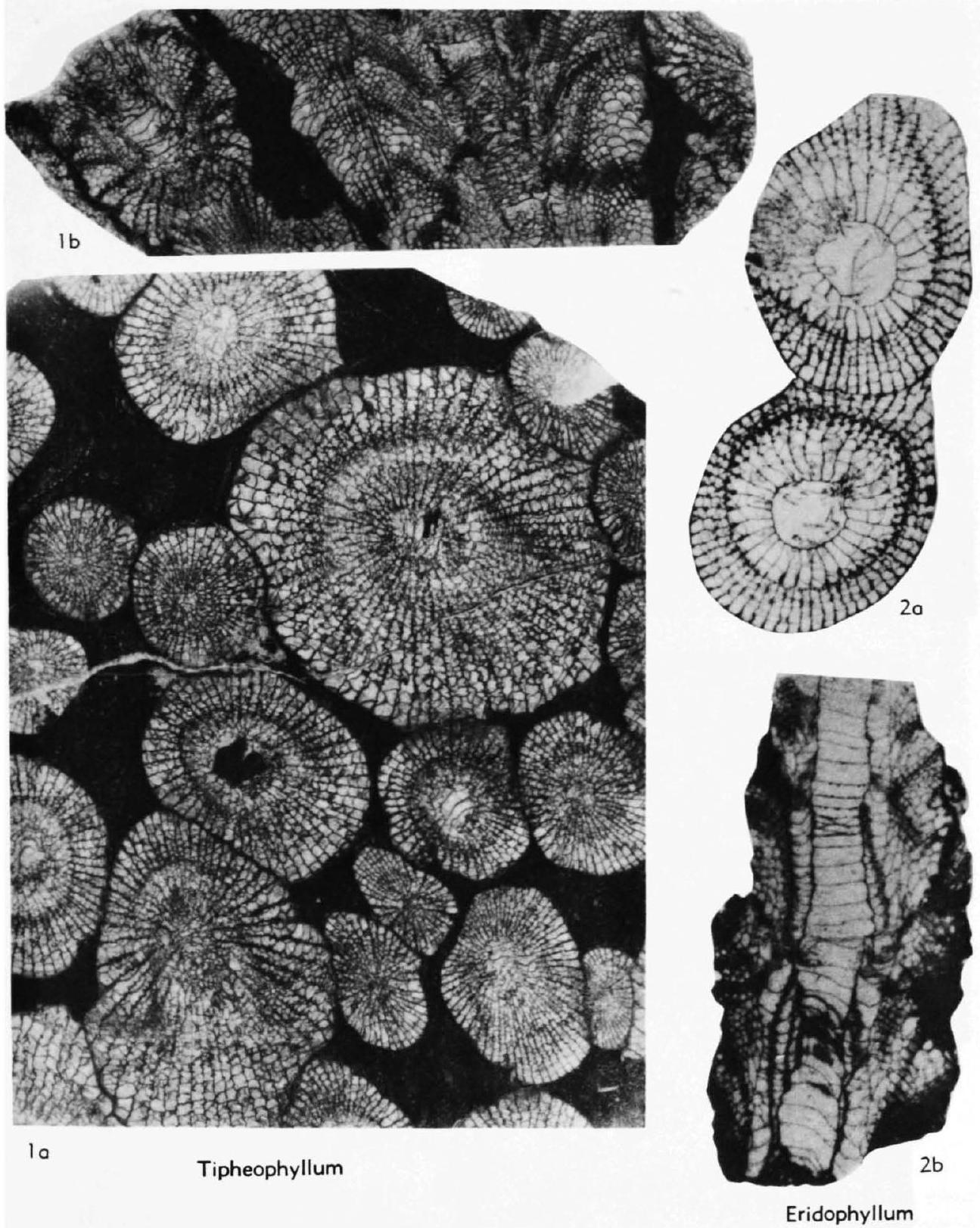 Fossil Image