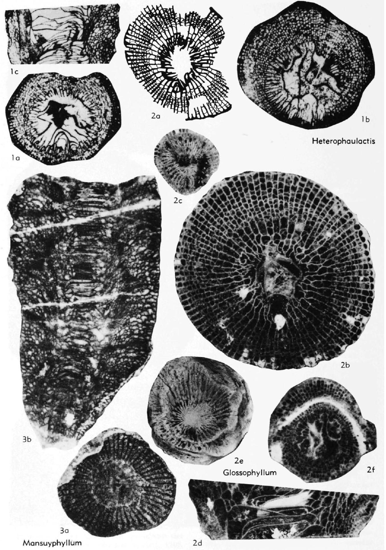 Fossil Image