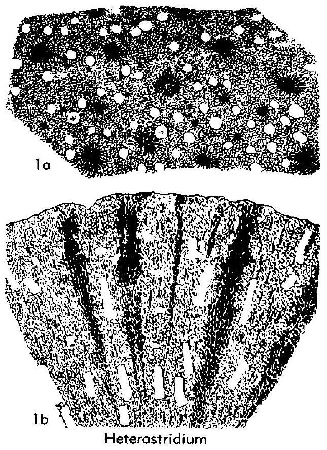 Fossil Image