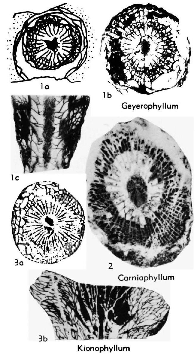 Fossil Image