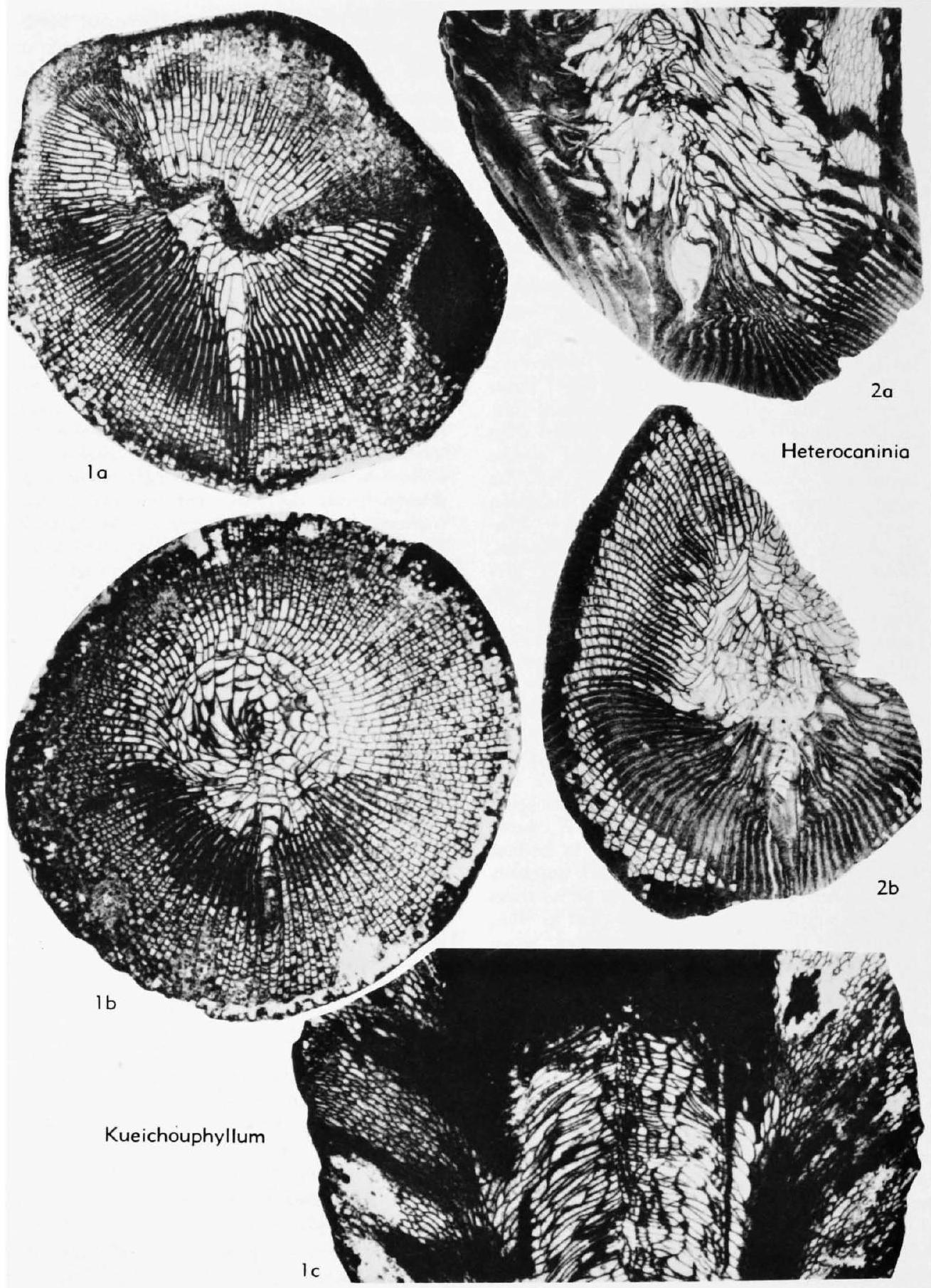 Fossil Image