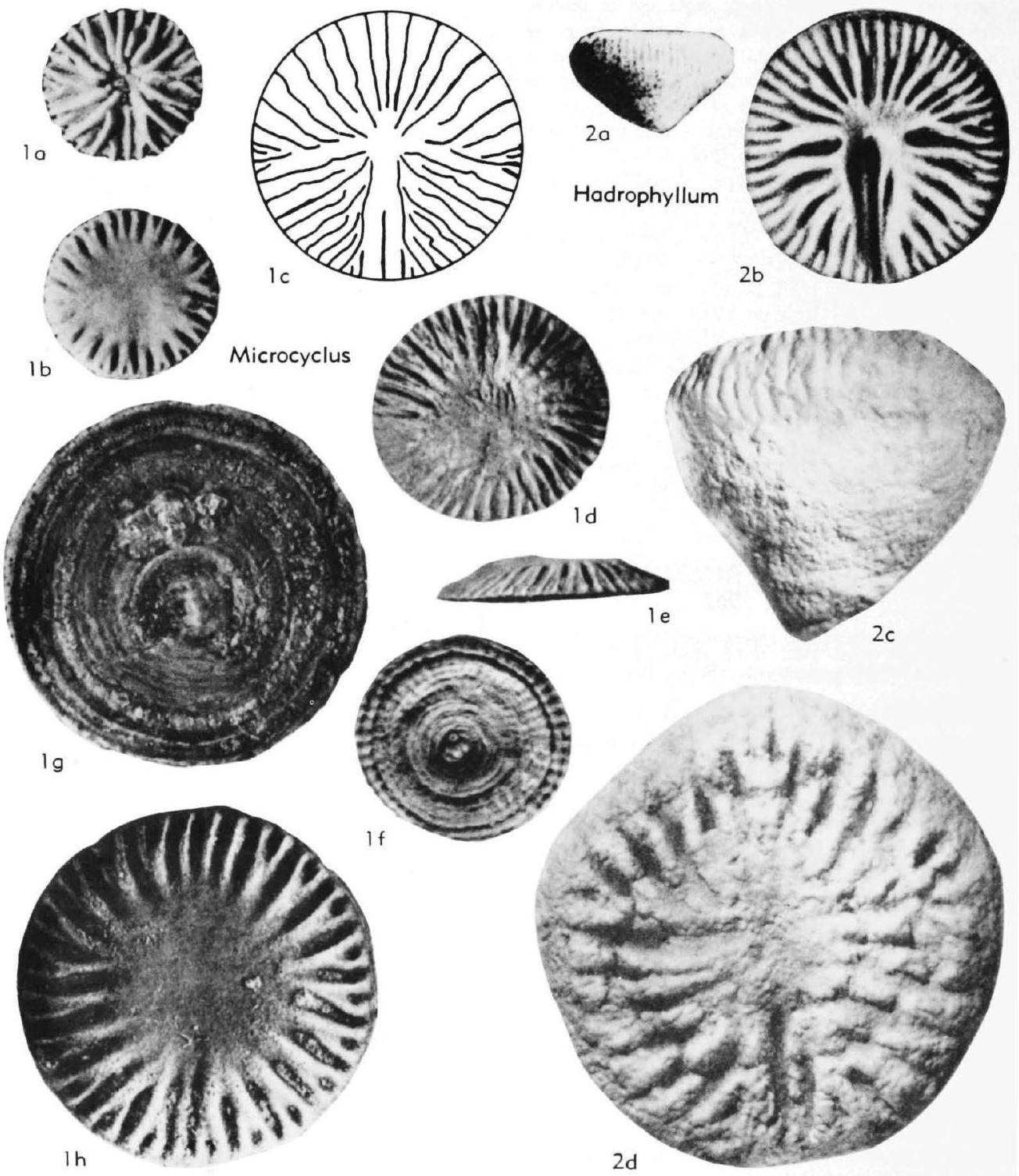 Fossil Image