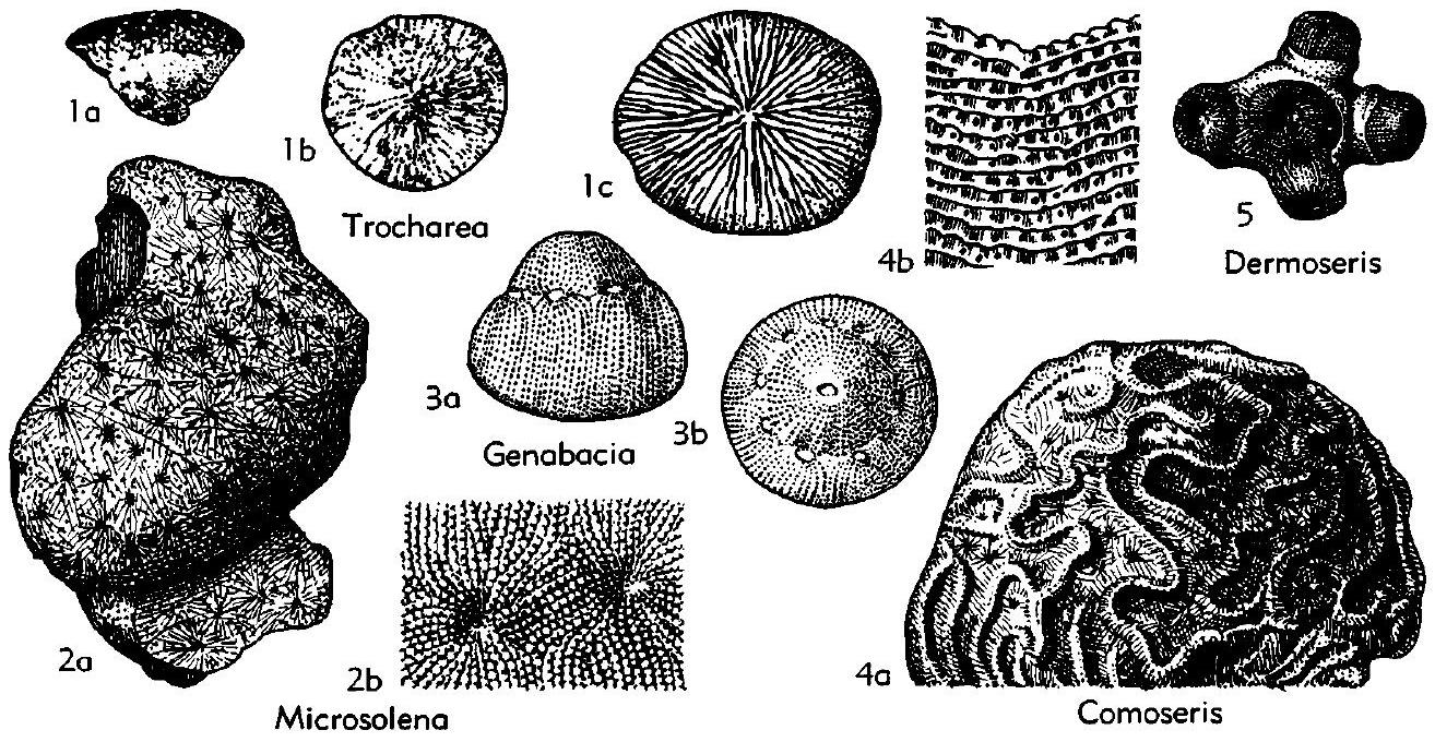 Fossil Image