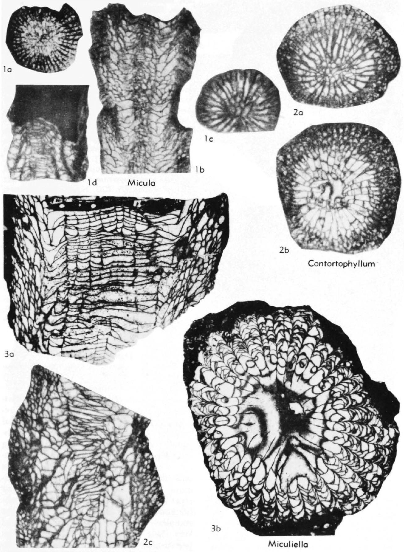 Fossil Image