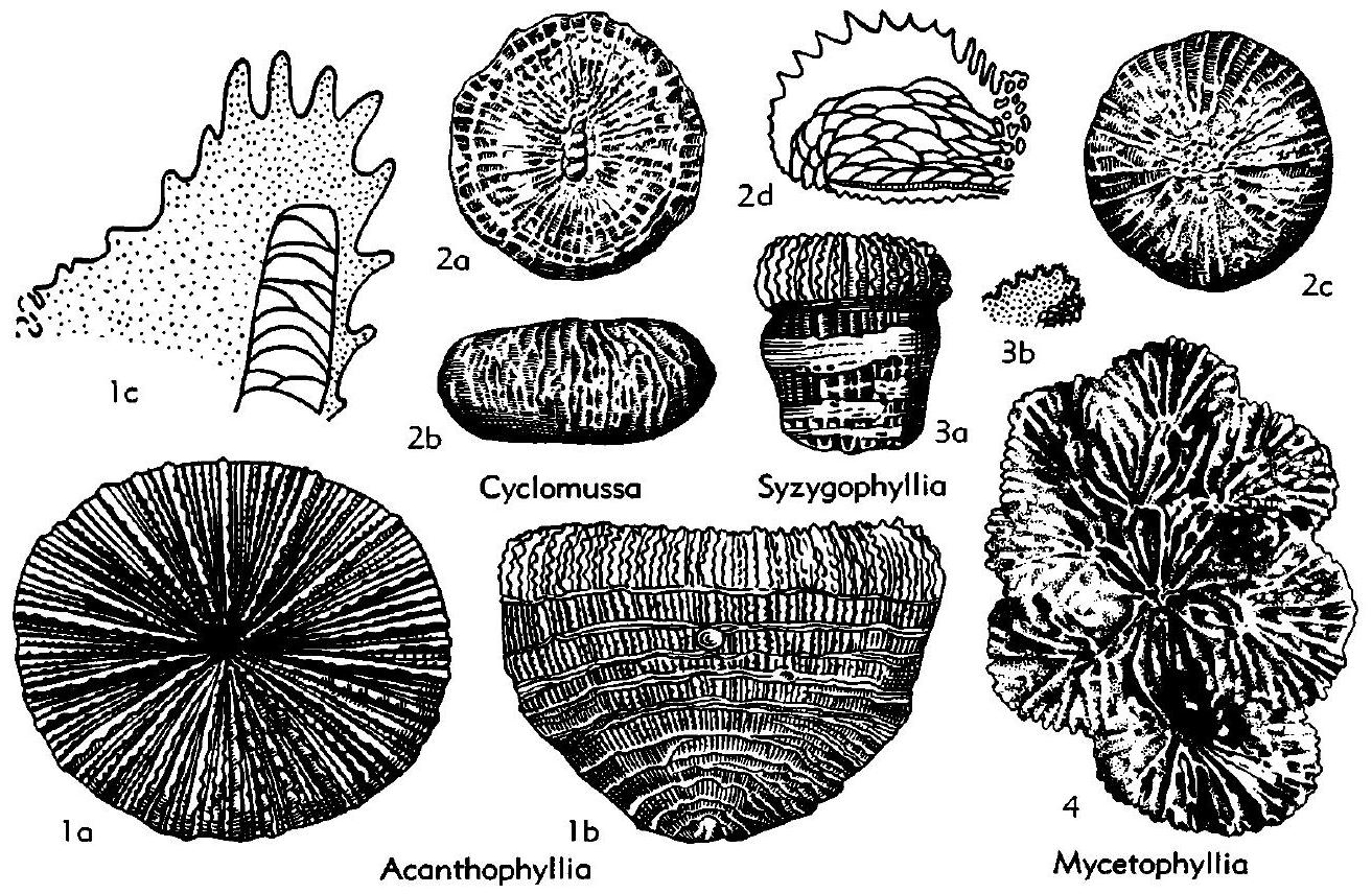 Fossil Image