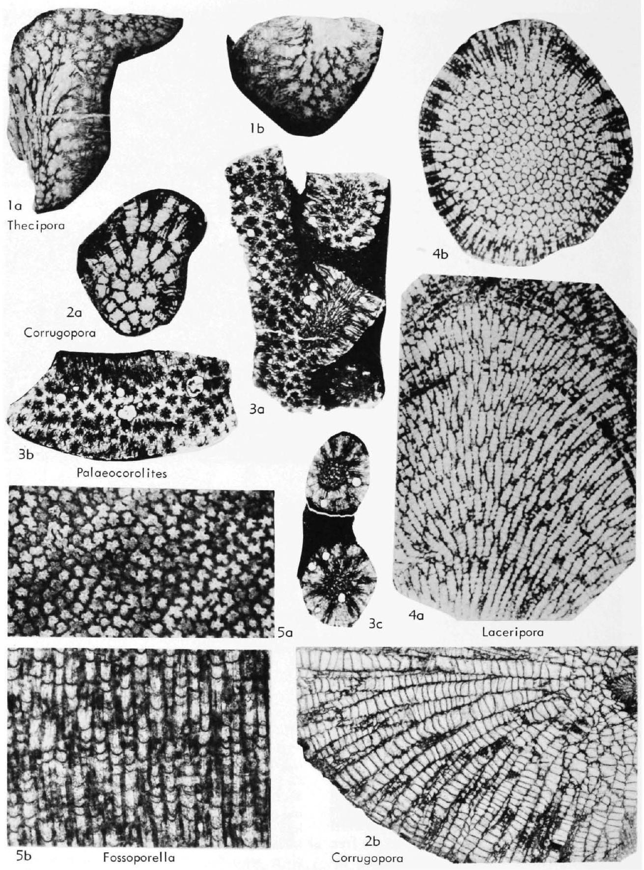 Fossil Image