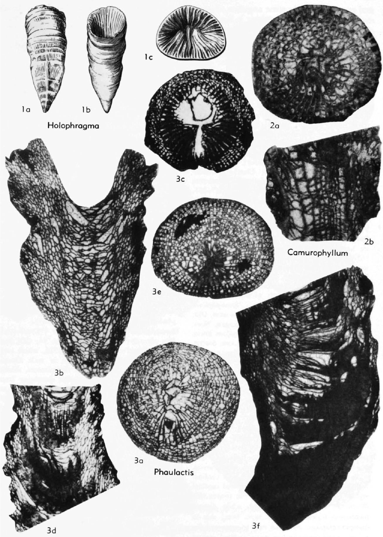 Fossil Image