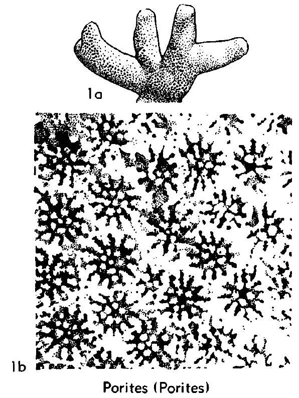 Fossil Image