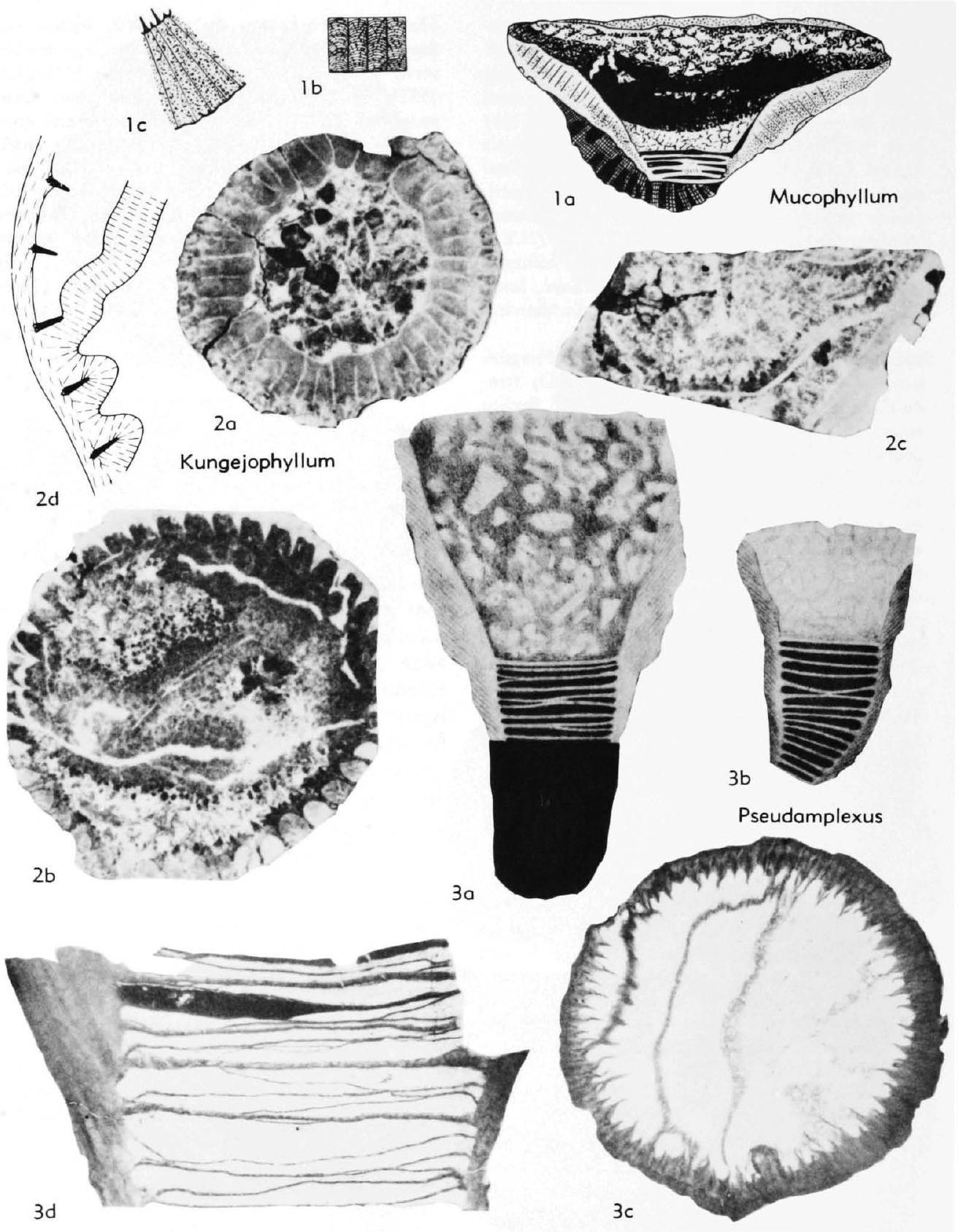 Fossil Image