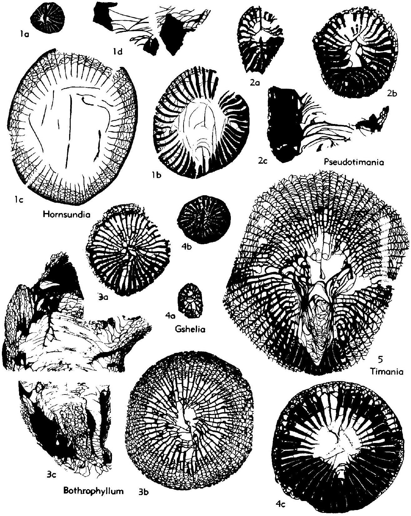Fossil Image