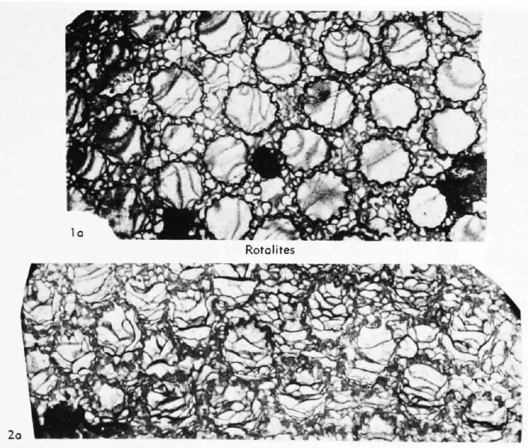 Fossil Image