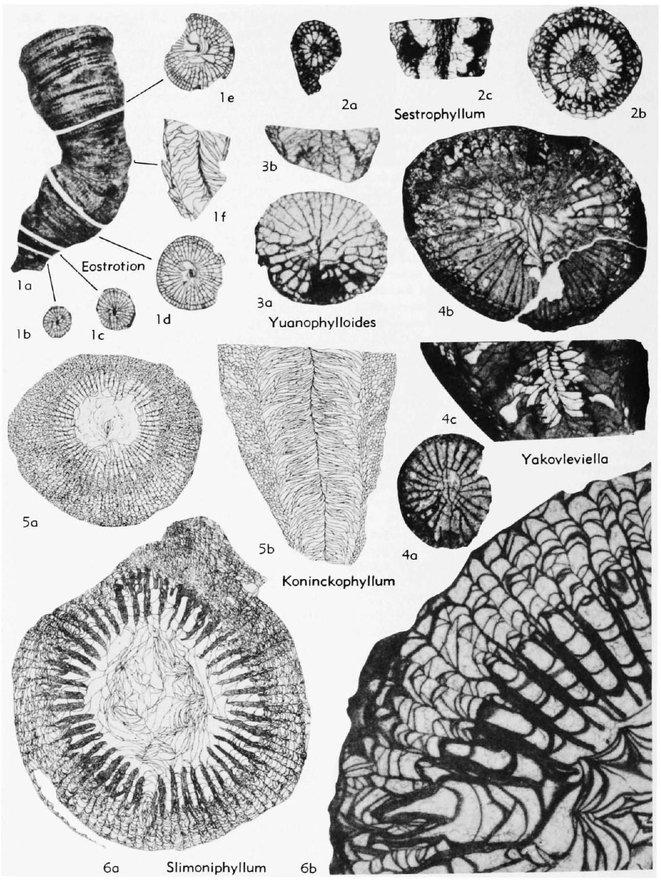 Fossil Image