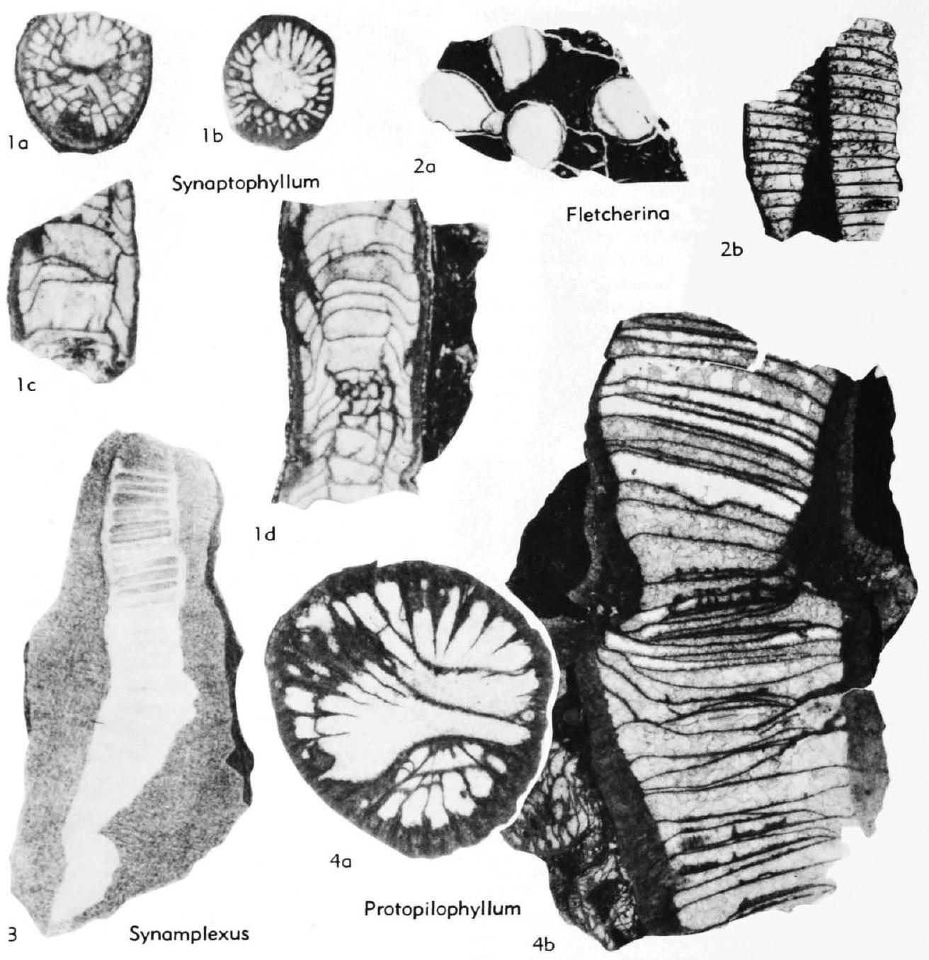 Fossil Image