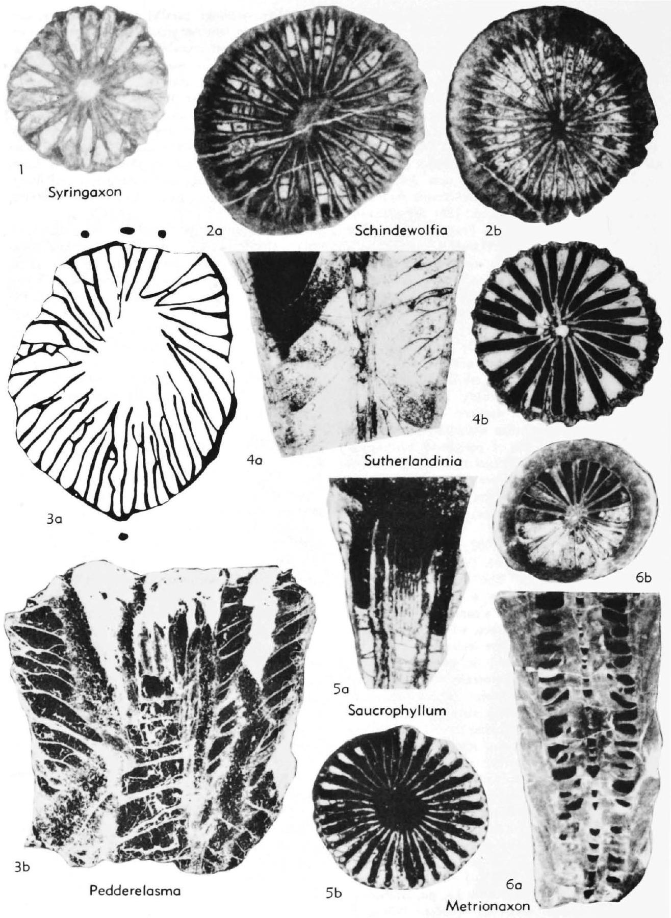 Fossil Image