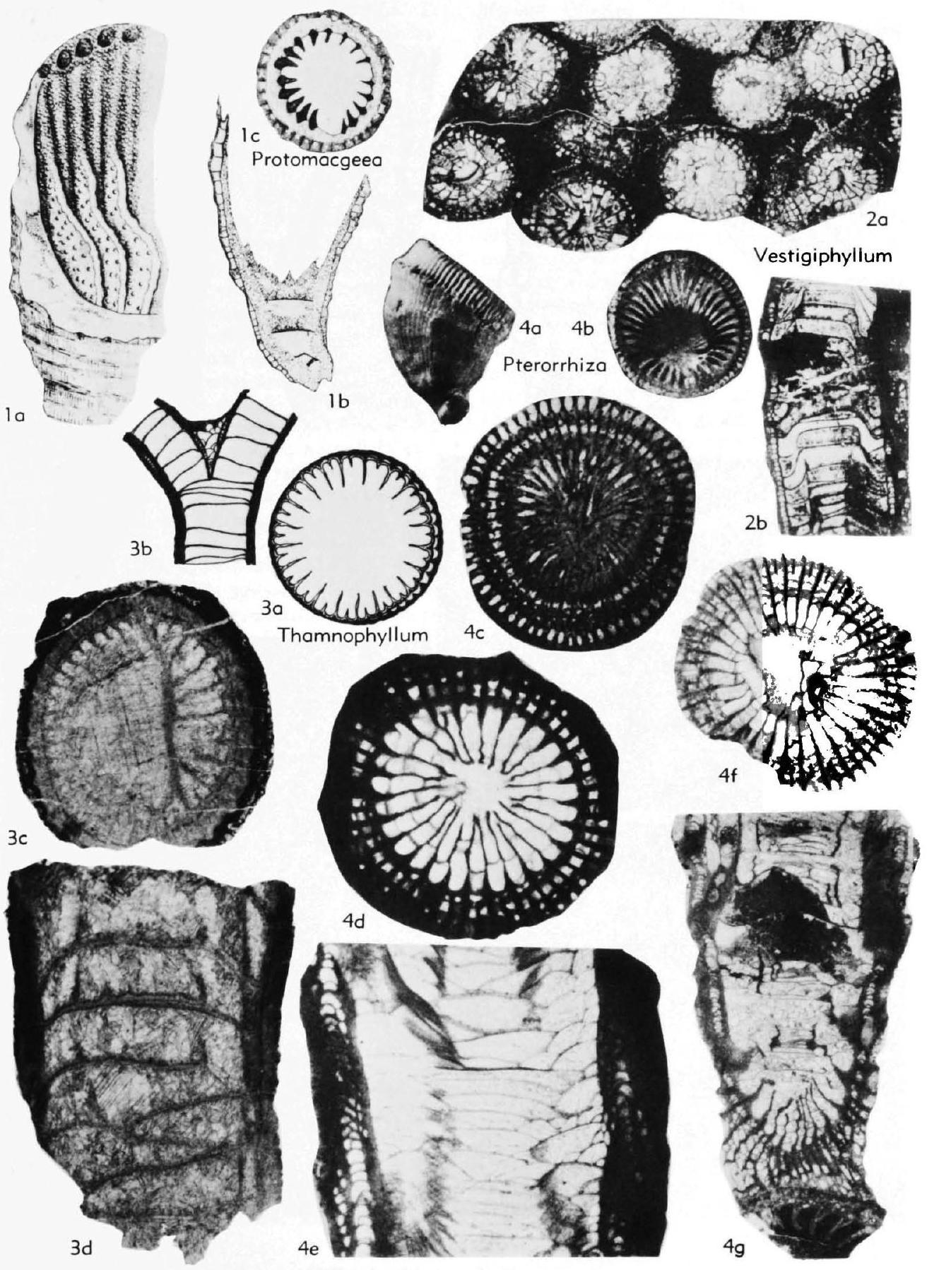 Fossil Image