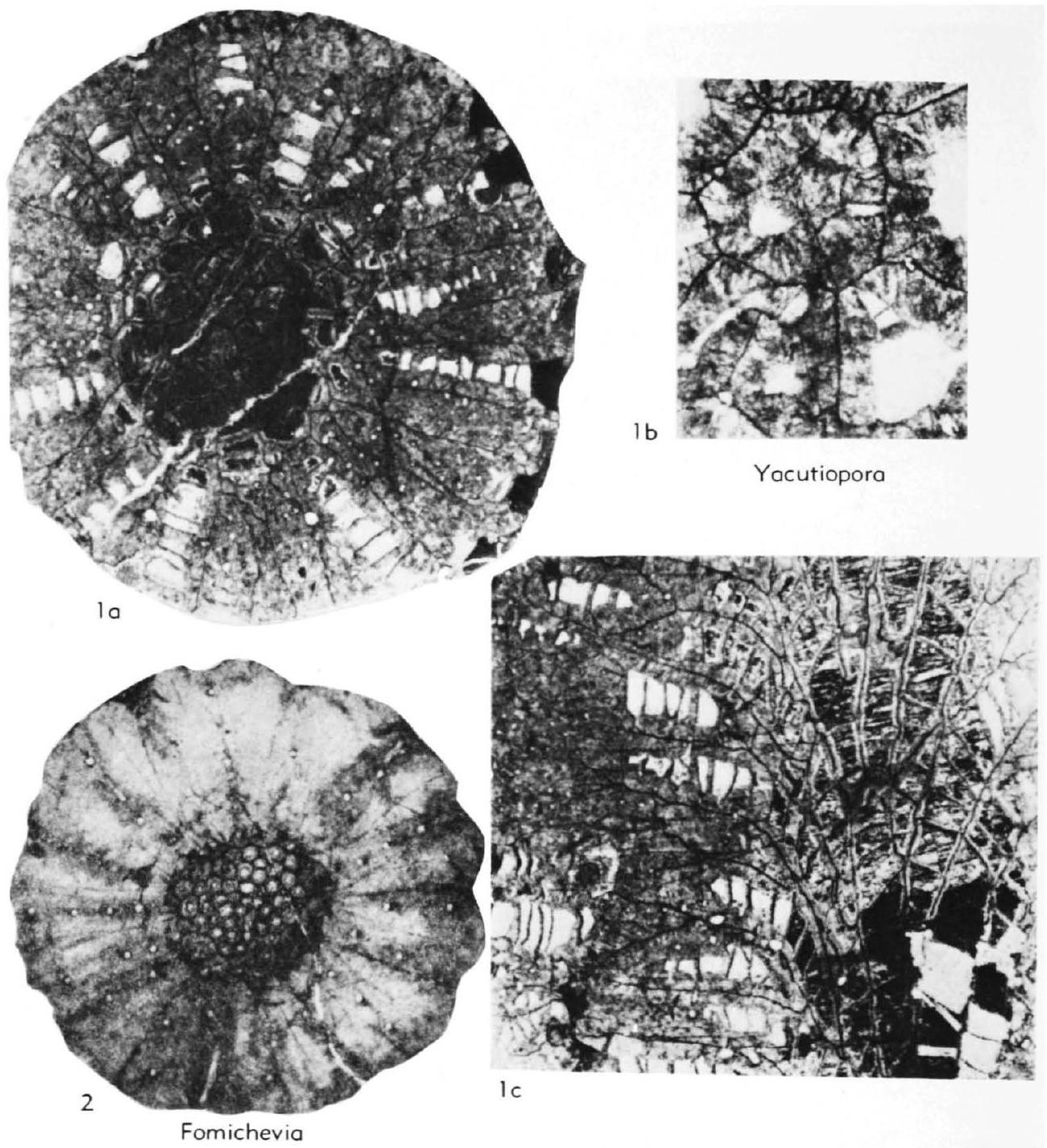 Fossil Image